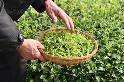 茶叶的消炎功效 哪些茶叶能有效缓解炎症