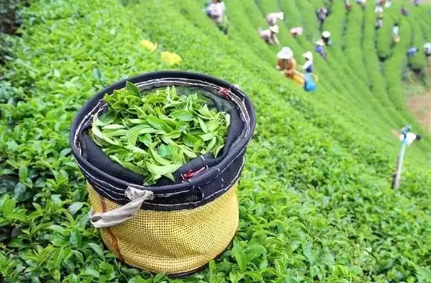 峨眉山茶转型升级 打造全国茶产业样板区