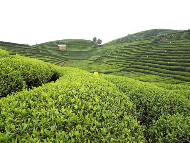 探秘三江县三省坡茗仙人山茶园 云雾间的茶叶瑰宝