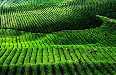 英德千亩红茶谷 茶文化体验与科技交融的徒步之旅